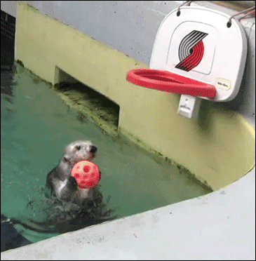 This Otter is Better than Reggie Evans